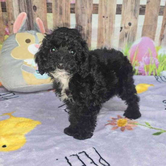 Mini Poodle