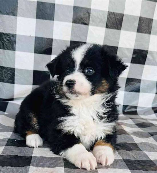 Mini Aussie