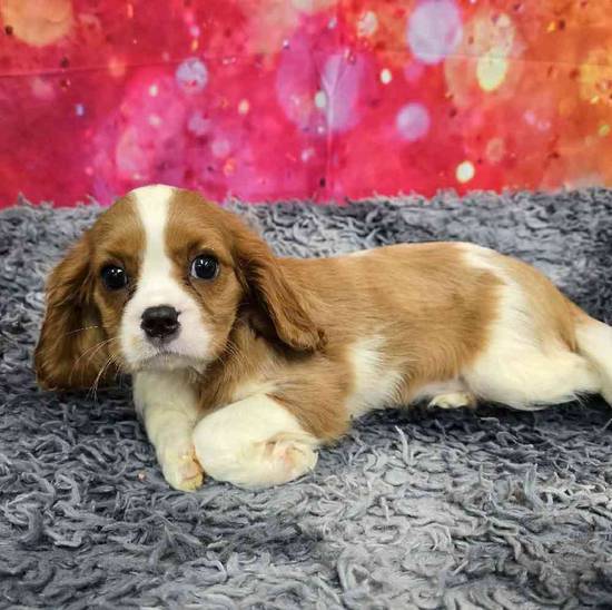Cavalier King Charles Spaniel