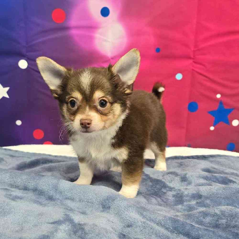 Male Chihuahua Puppy for Sale in Virginia Beach, VA