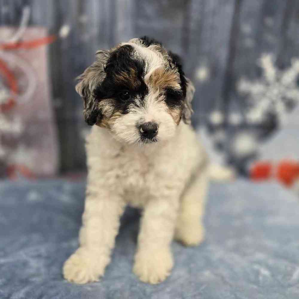 Male Mini Bernadoodle Puppy for Sale in Virginia Beach, VA