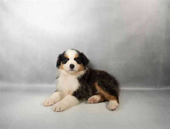 Miniature American Shepherd