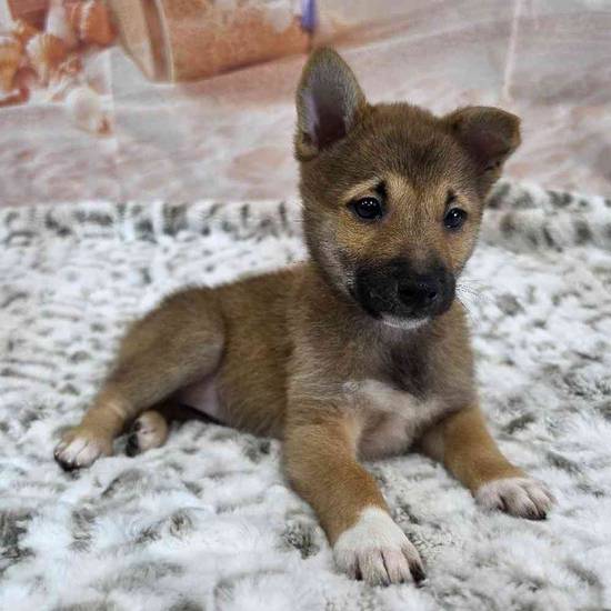 Shiba Inu