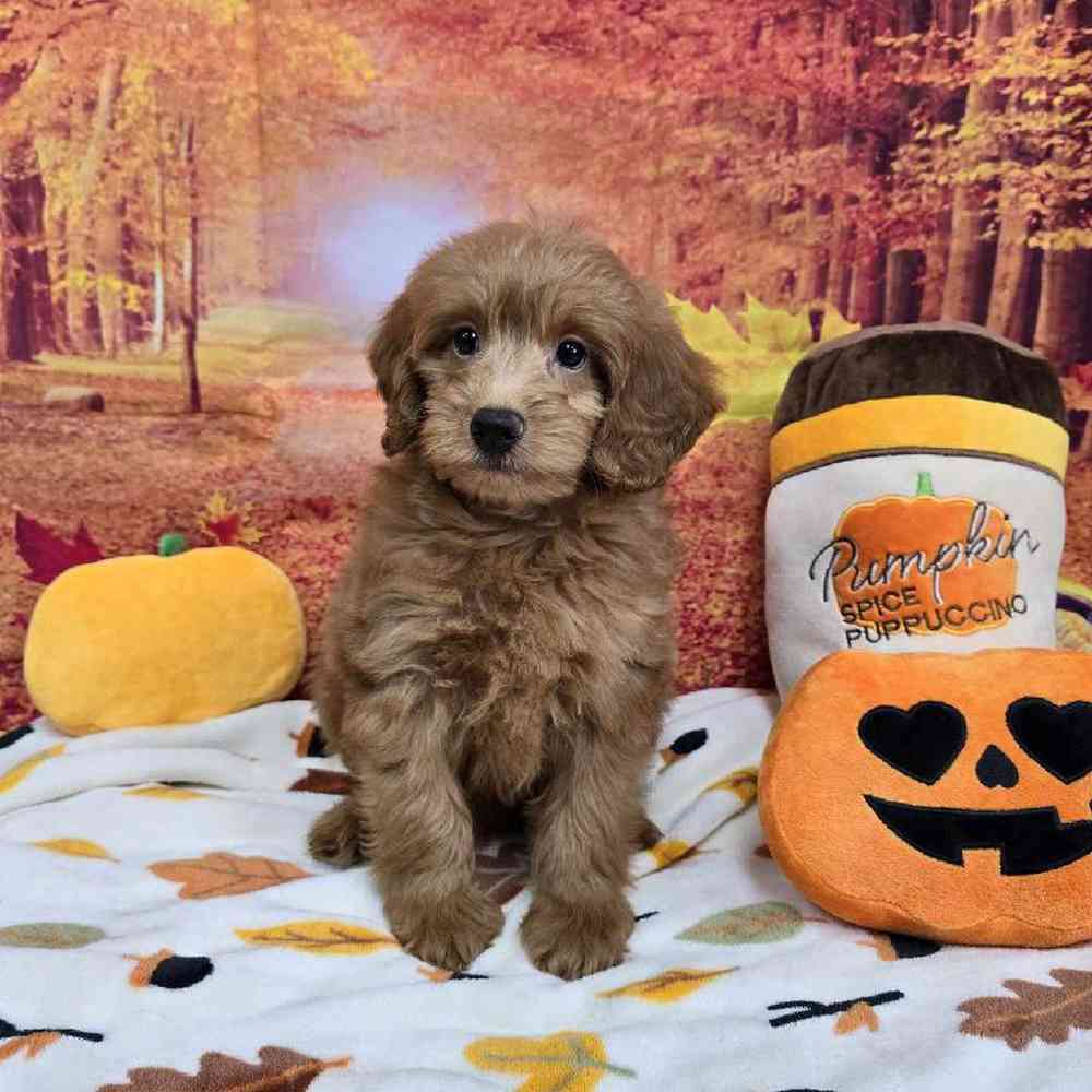 Male Mini Goldendoodle Puppy for Sale in Virginia Beach, VA