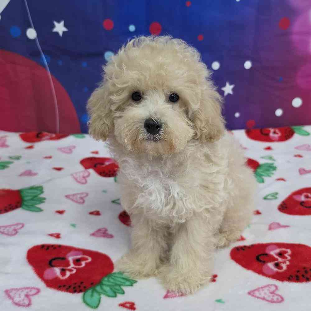 Male Peke-a-poo Puppy for Sale in Virginia Beach, VA