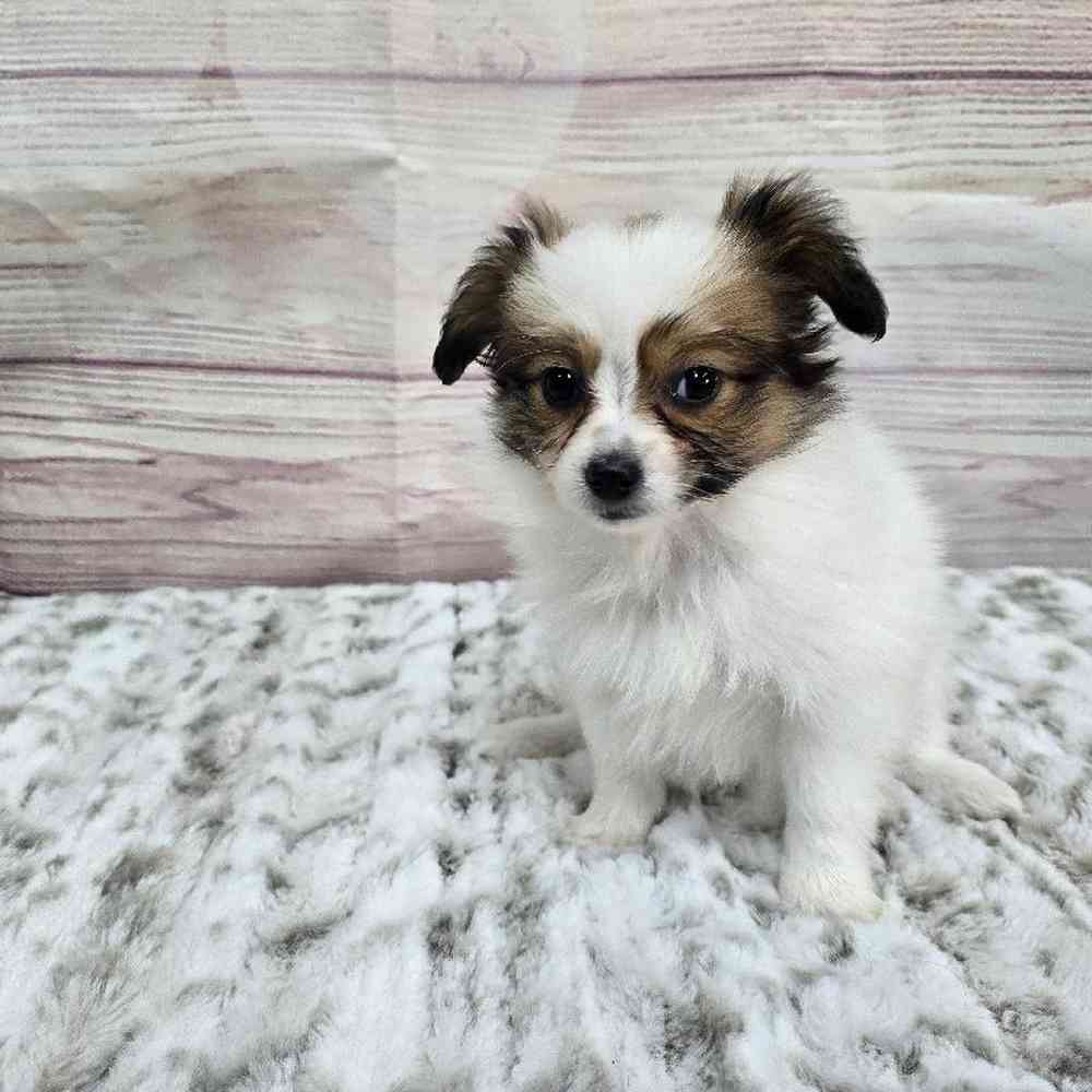 Female Papillon Puppy for Sale in Virginia Beach, VA