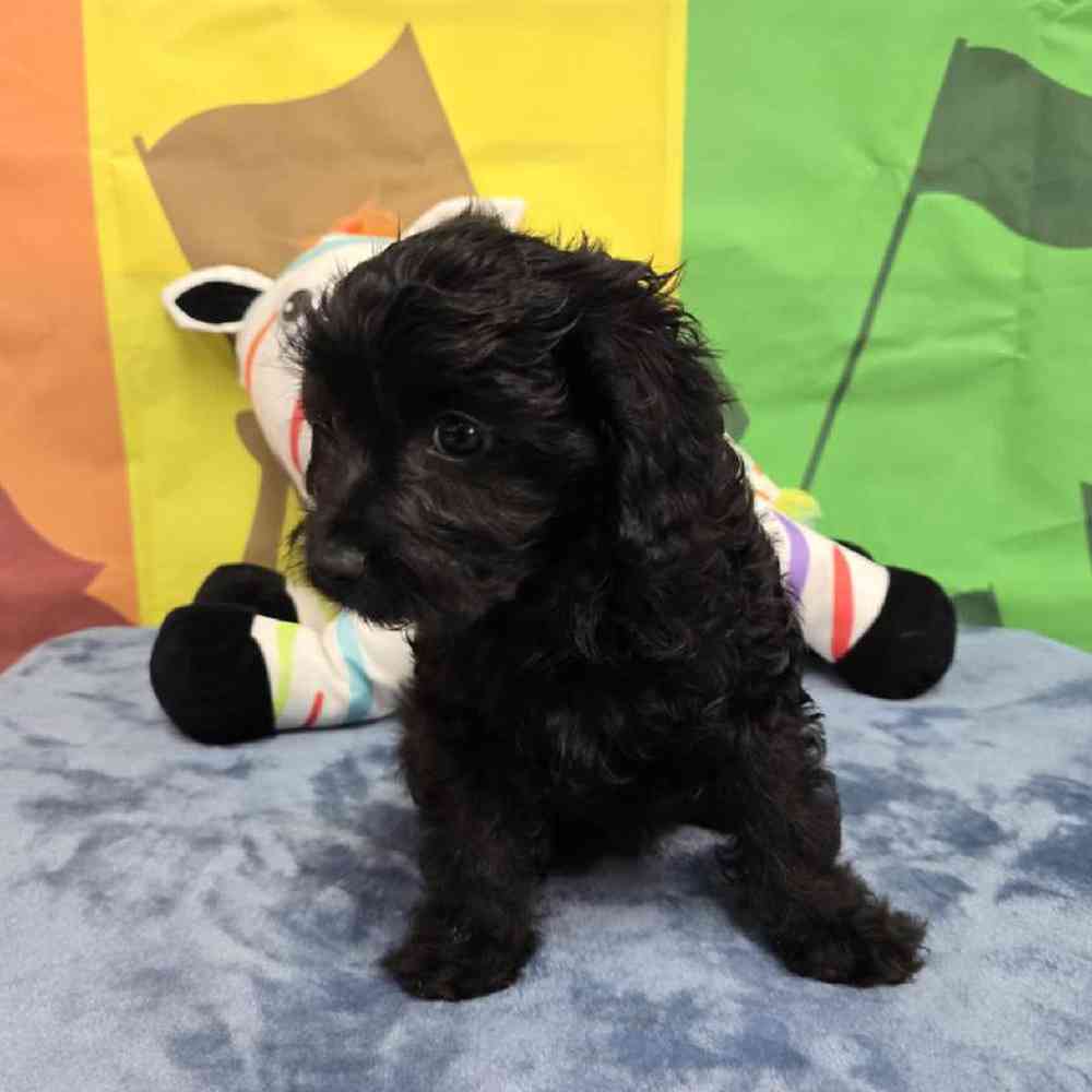 Female Cavapoo Puppy for Sale in Virginia Beach, VA