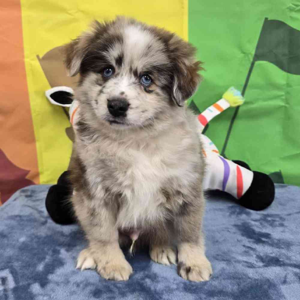 Male Pomsky Puppy for Sale in Virginia Beach, VA