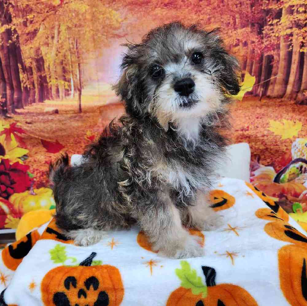 Male Shipoo Puppy for Sale in Virginia Beach, VA