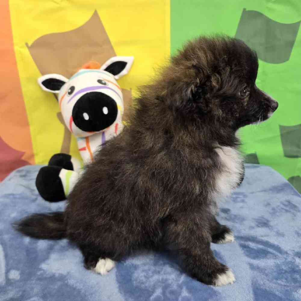 Female Pomsky Puppy for Sale in Virginia Beach, VA