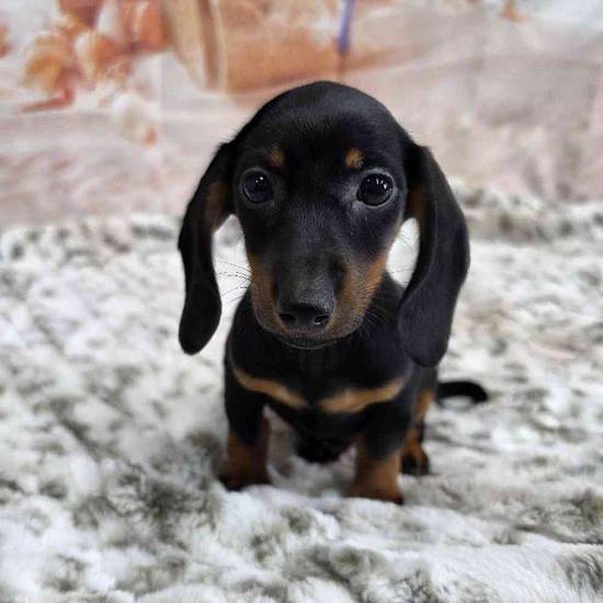 Dachshund