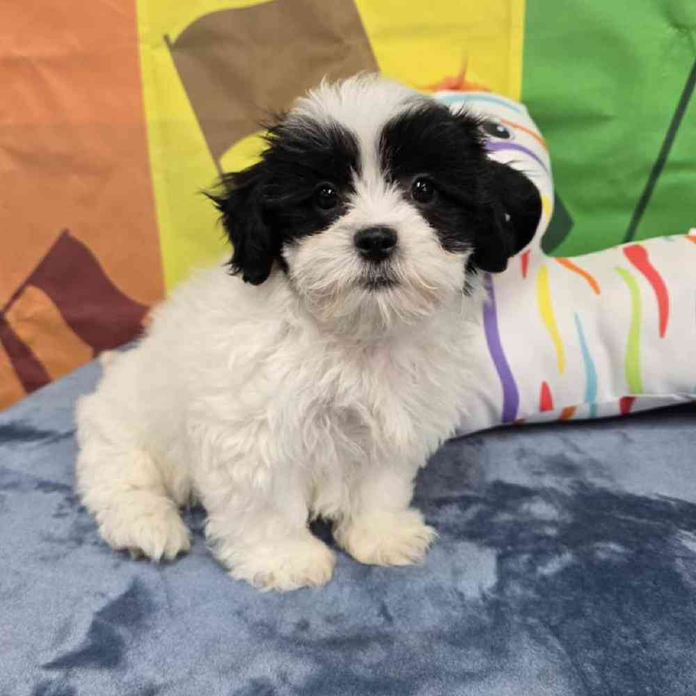 Female Teddy Bear Puppy for Sale in Virginia Beach, VA