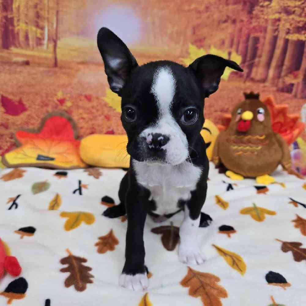 Male Boston Terrier Puppy for Sale in Virginia Beach, VA