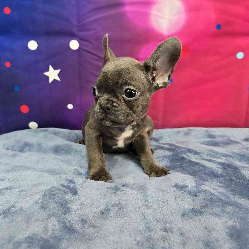 Female French Bulldog Puppy for Sale in Virginia Beach, VA