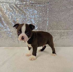 Boston Terrier