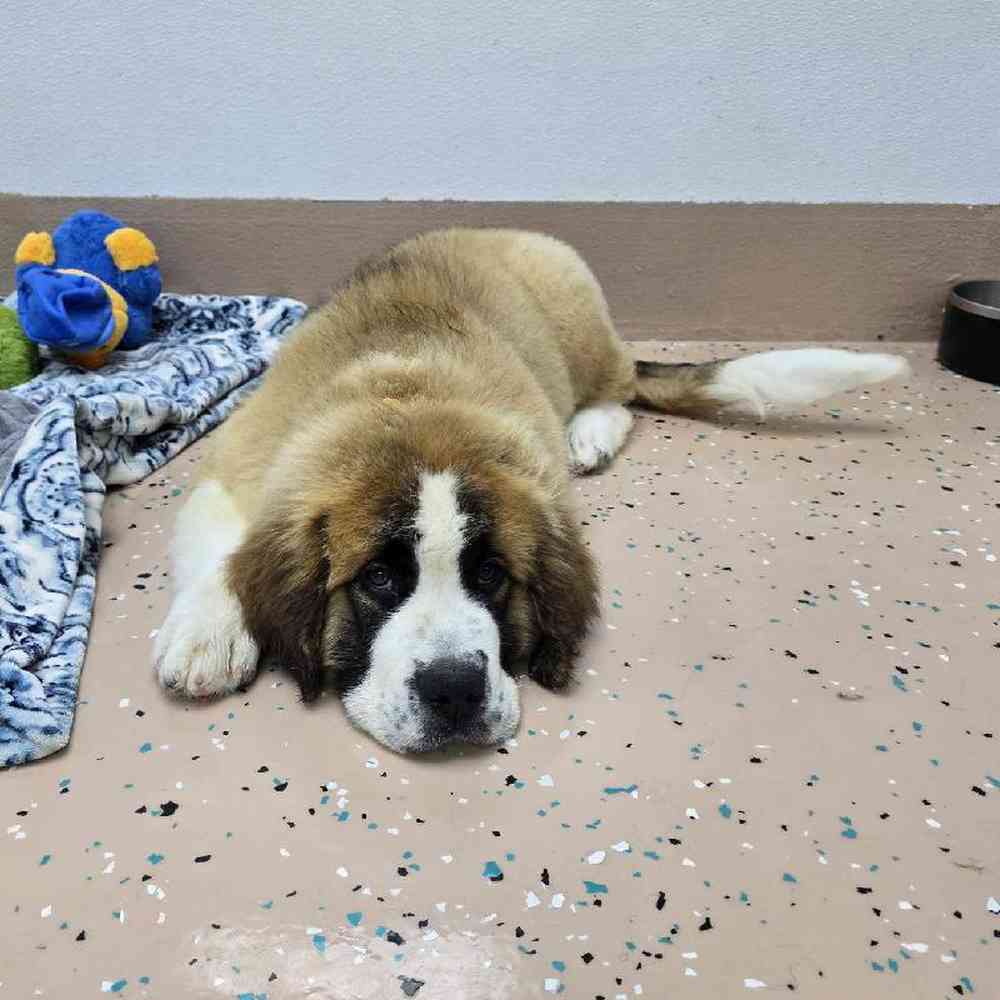 Male Saint Bernard Puppy for Sale in Virginia Beach, VA