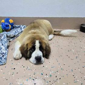 Saint Bernard