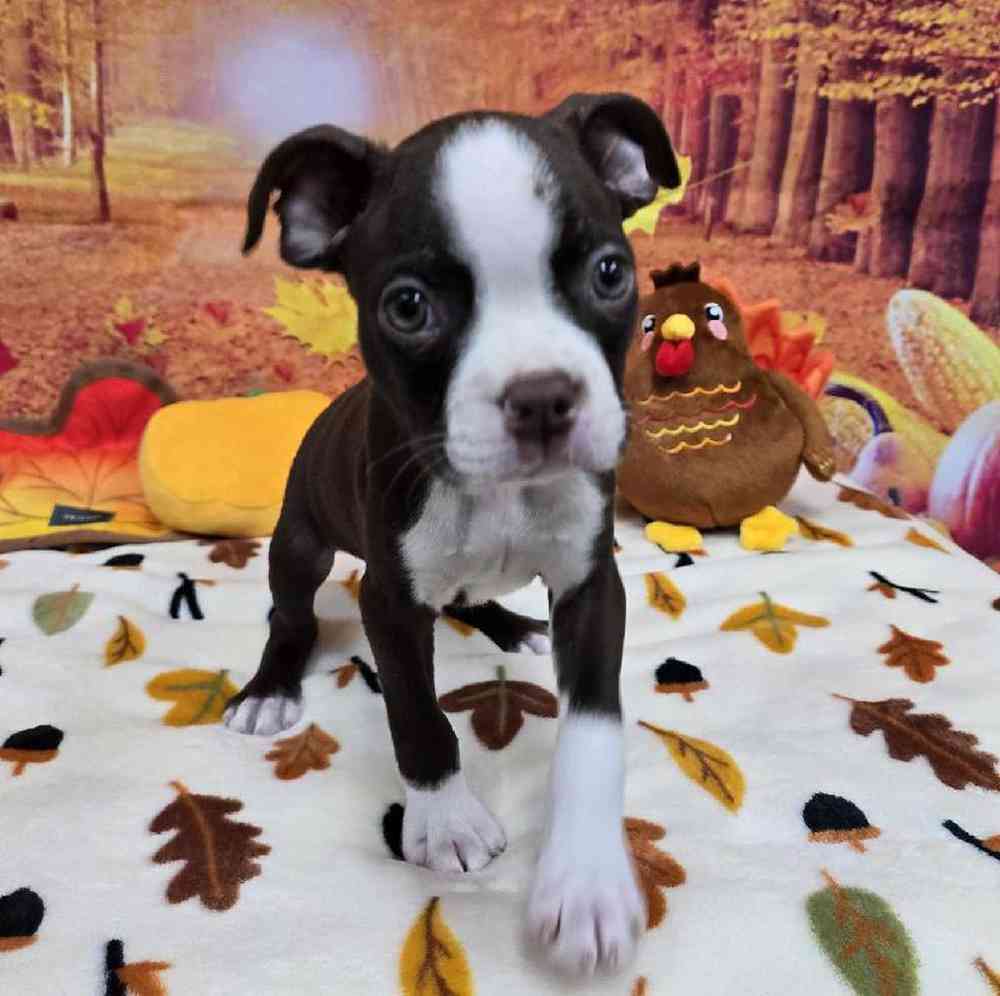 Male Boston Terrier Puppy for Sale in Virginia Beach, VA