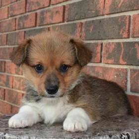 Pembroke Welsh Corgi