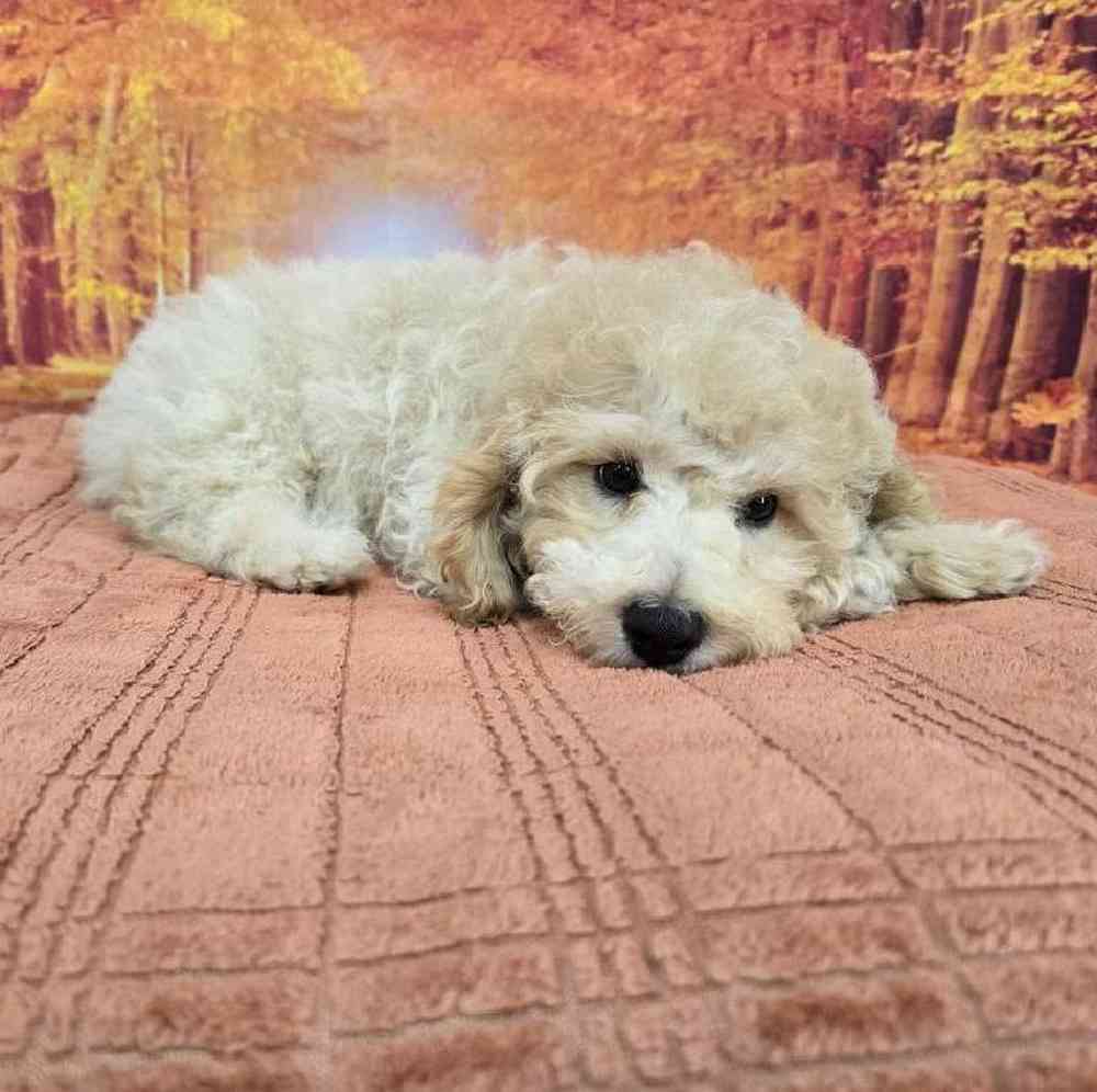 Male Mini Poodle Puppy for Sale in Virginia Beach, VA