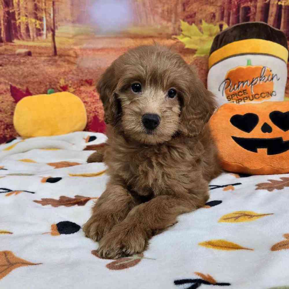 Male Mini Goldendoodle Puppy for Sale in Virginia Beach, VA