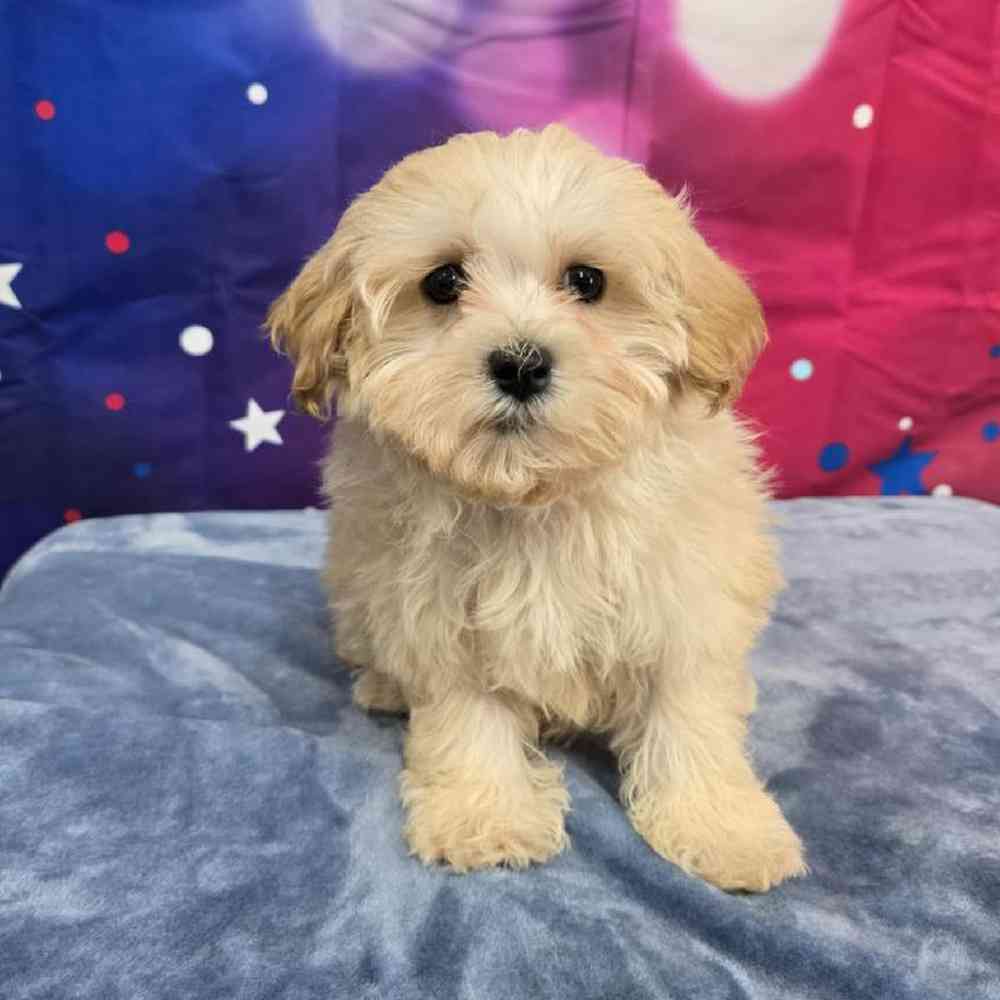 Male Maltipoo Puppy for Sale in Virginia Beach, VA