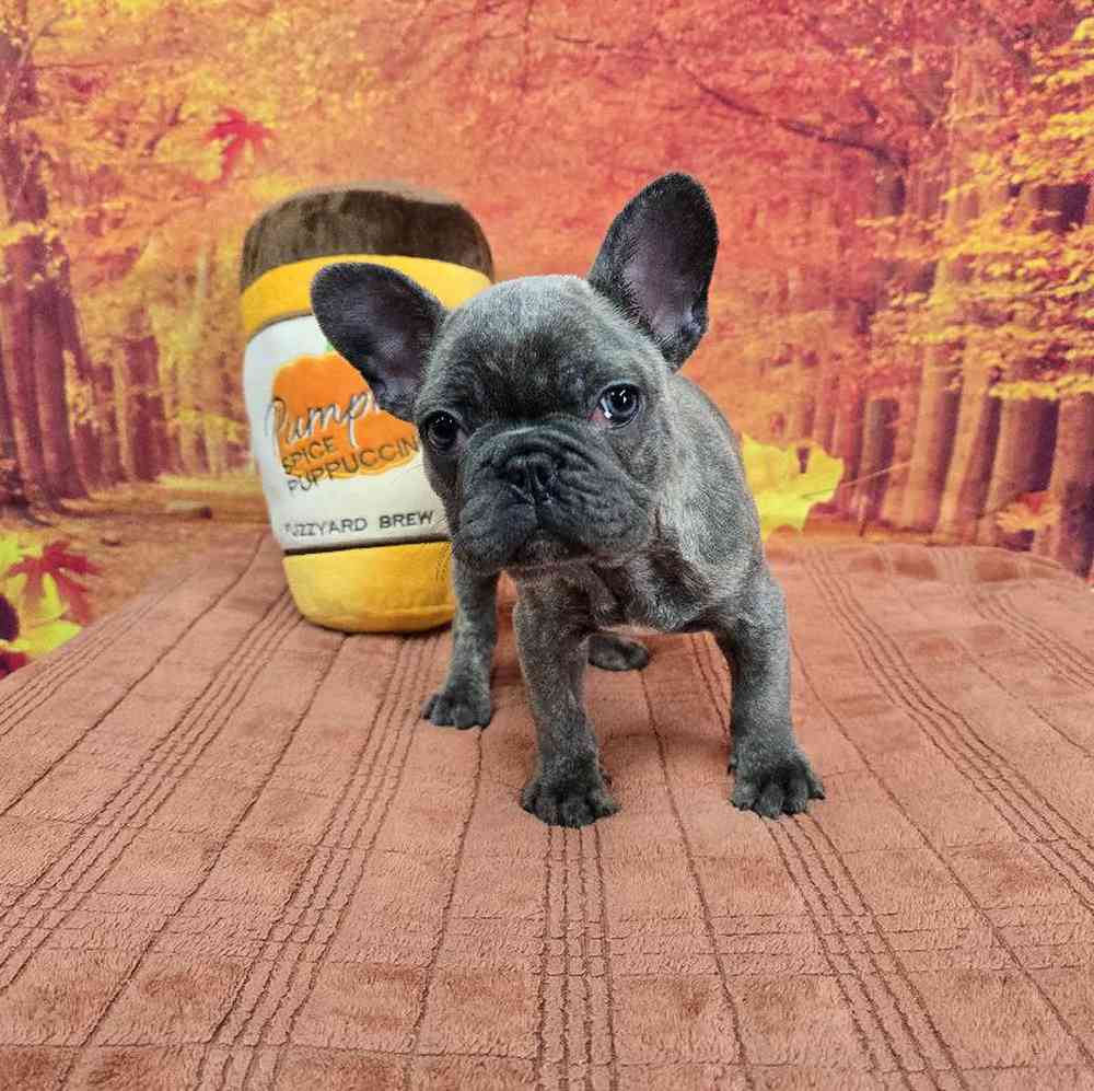 Female French Bulldog Puppy for Sale in Virginia Beach, VA