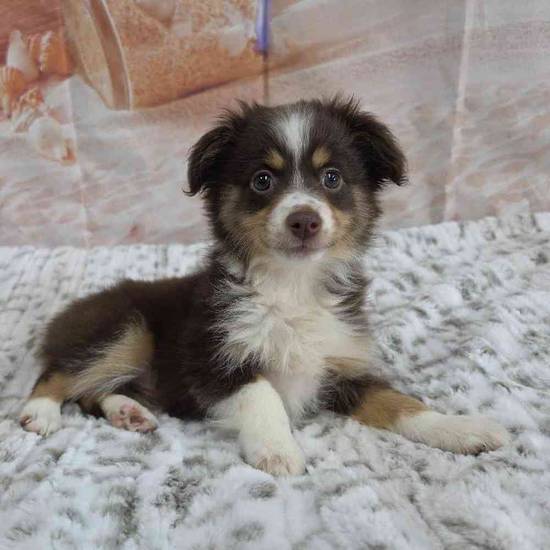 Mini Aussie