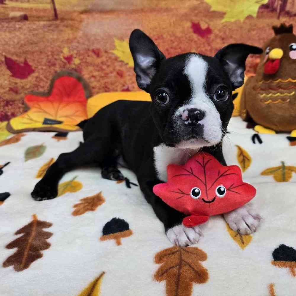 Male Boston Terrier Puppy for Sale in Virginia Beach, VA