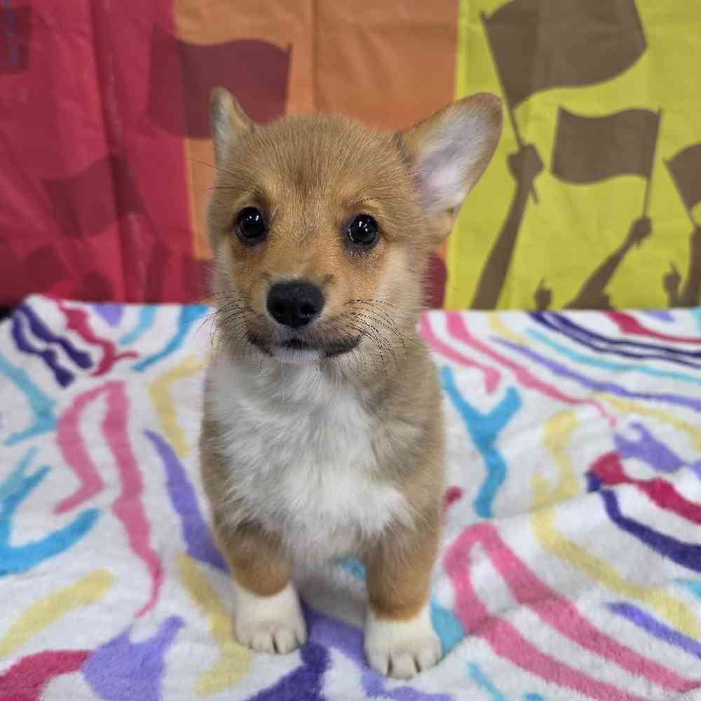 Female Pembroke Welsh Corgi Puppy for Sale in Virginia Beach, VA