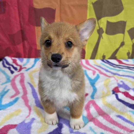 Pembroke Welsh Corgi