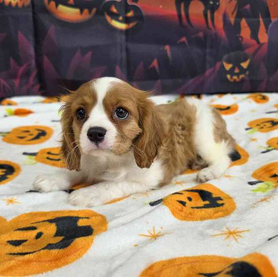 Cavalier King Charles Spaniel