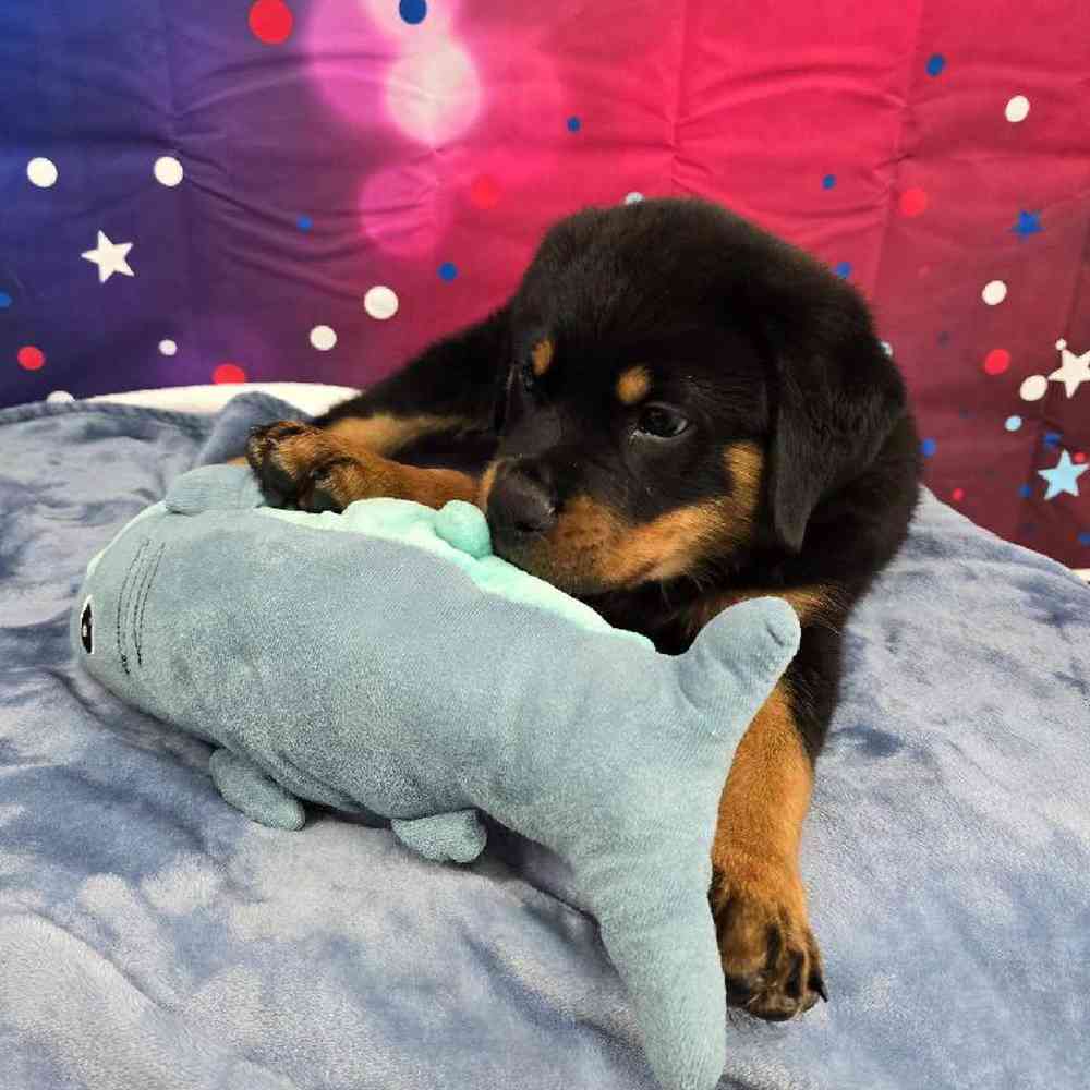 Male Rottweiler Puppy for Sale in Virginia Beach, VA