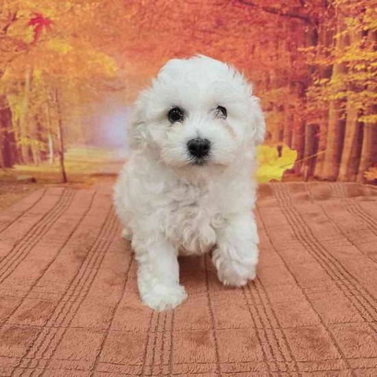 Bichon