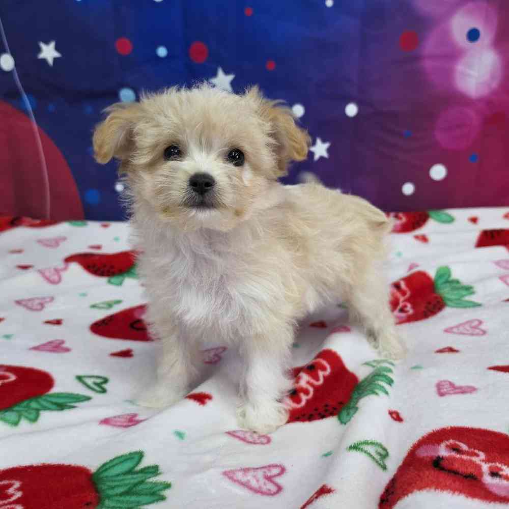 Female Malchi Puppy for Sale in Virginia Beach, VA