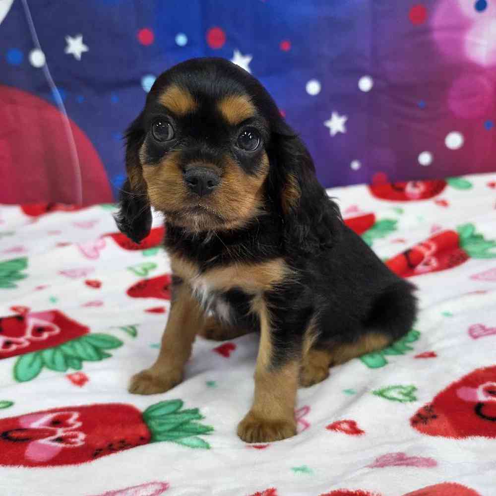 Male Cavalier King Charles Spaniel Puppy for Sale in Virginia Beach, VA