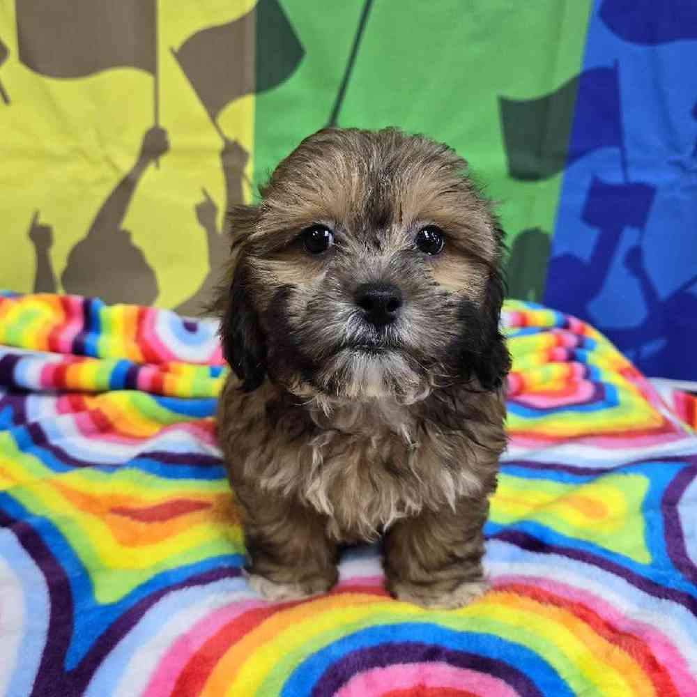 Male Shipoo Puppy for Sale in Virginia Beach, VA