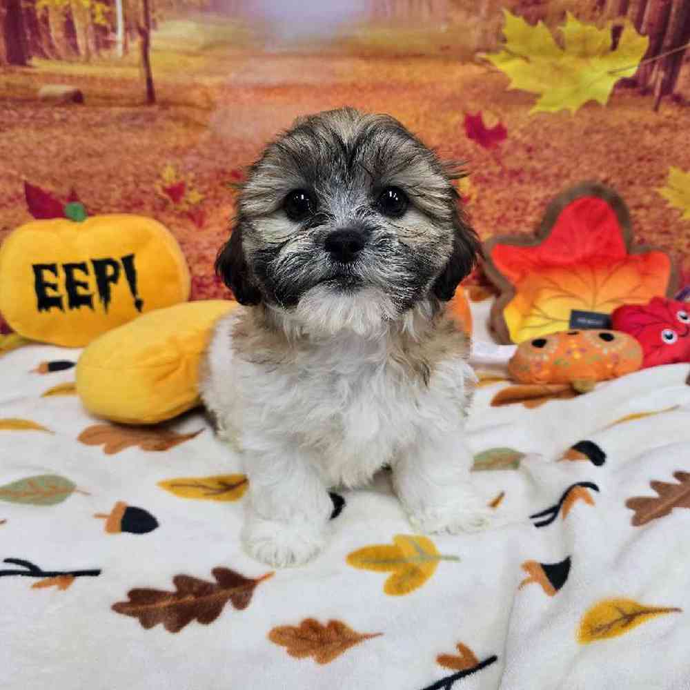 Female Teddy Bear Puppy for Sale in Virginia Beach, VA