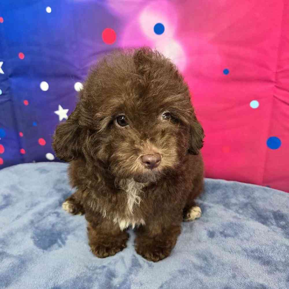 Male Mini Aussiedoodle Puppy for Sale in Virginia Beach, VA