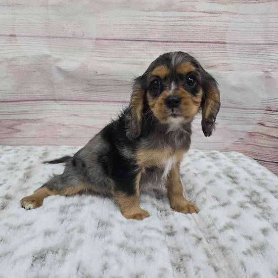 Cavalier King Charles Spaniel