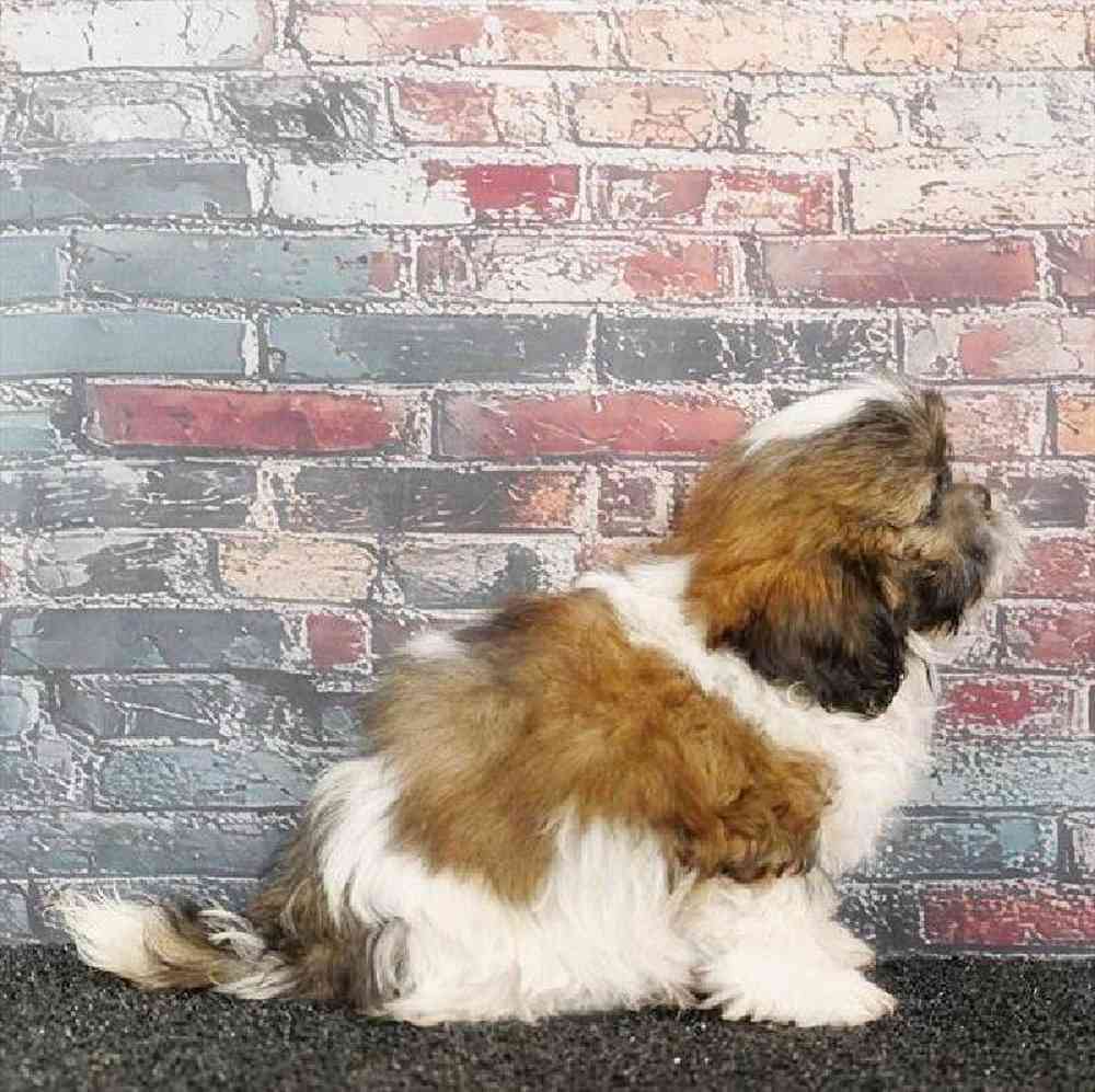 Male Teddy Bear Puppy for Sale in Virginia Beach, VA