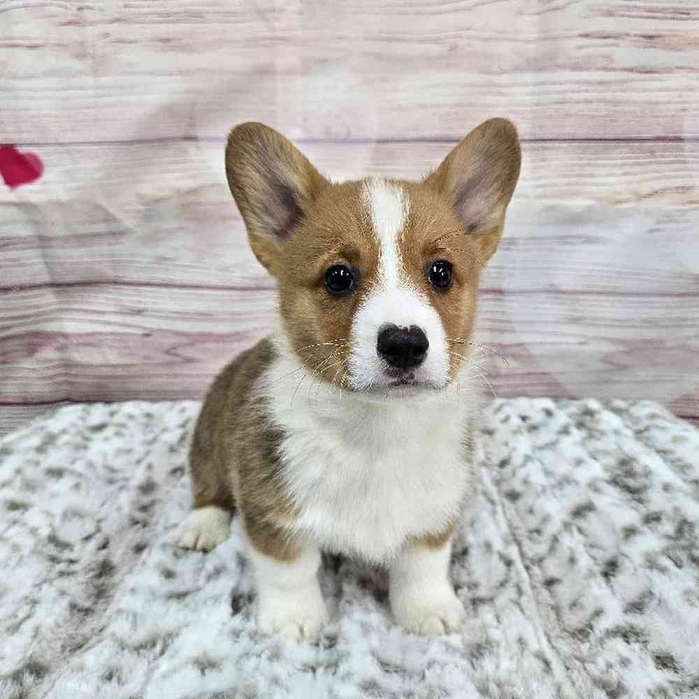 Male Pembroke Welsh Corgi Puppy for Sale in Virginia Beach, VA