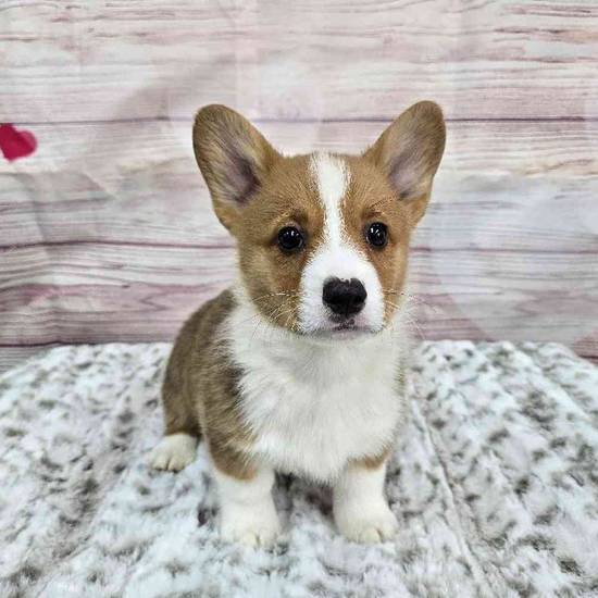 Pembroke Welsh Corgi