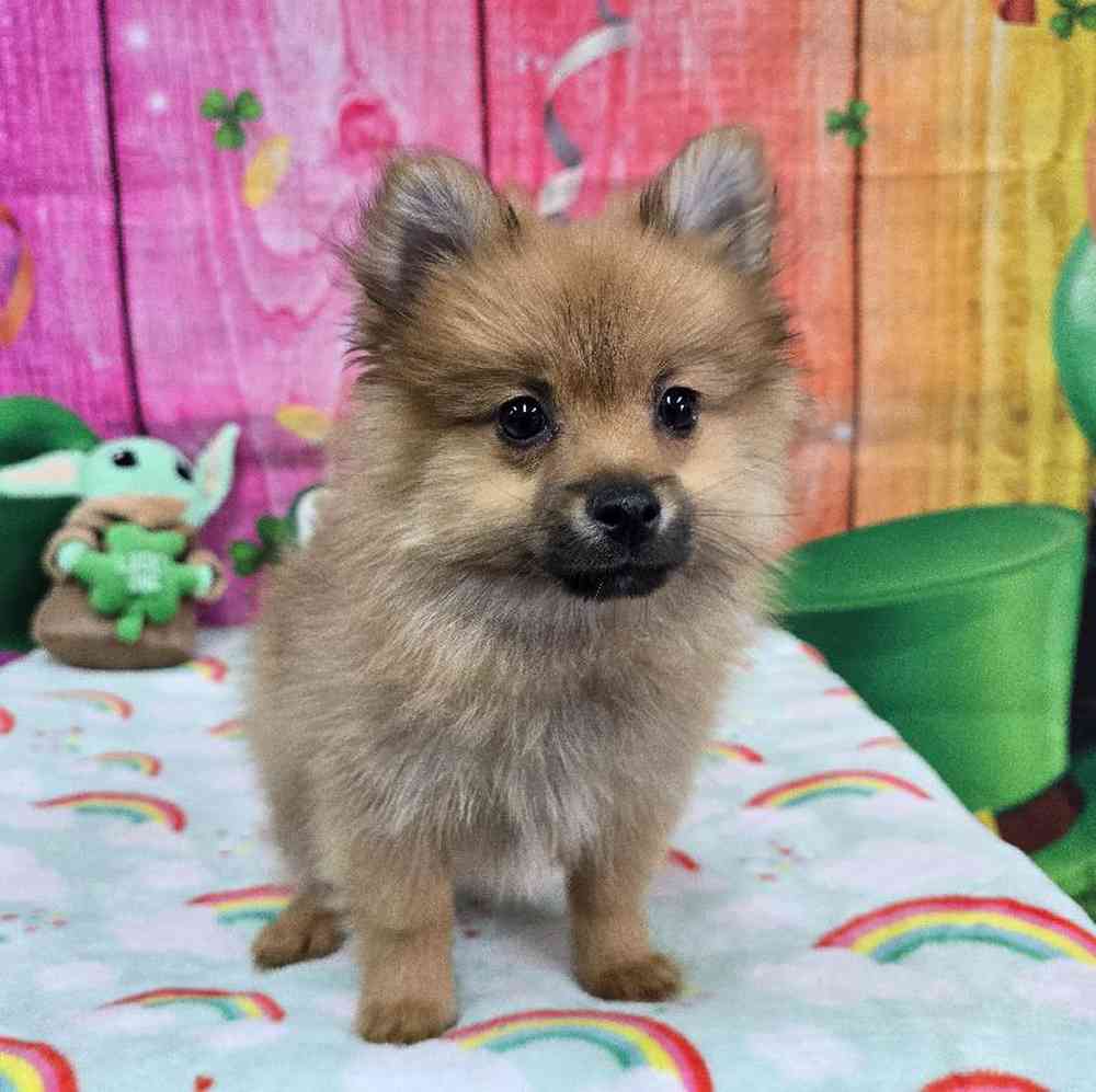 Male Pomeranian Puppy for Sale in Virginia Beach, VA