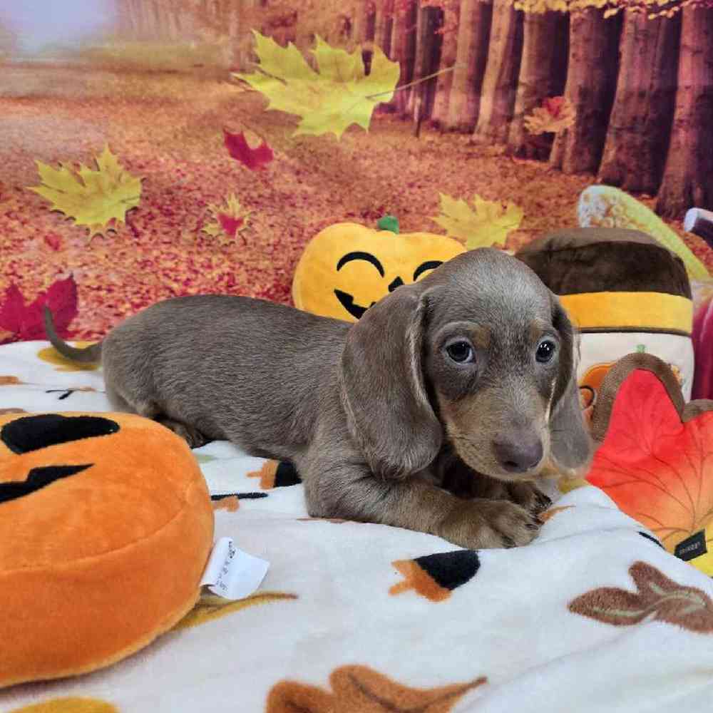 Male Dachshund Puppy for Sale in Virginia Beach, VA