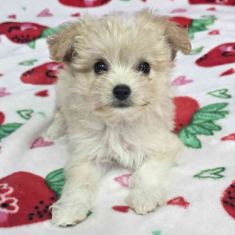 Female Malchi Puppy for Sale in Virginia Beach, VA