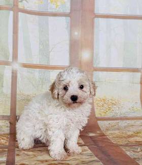 Mini Poodle