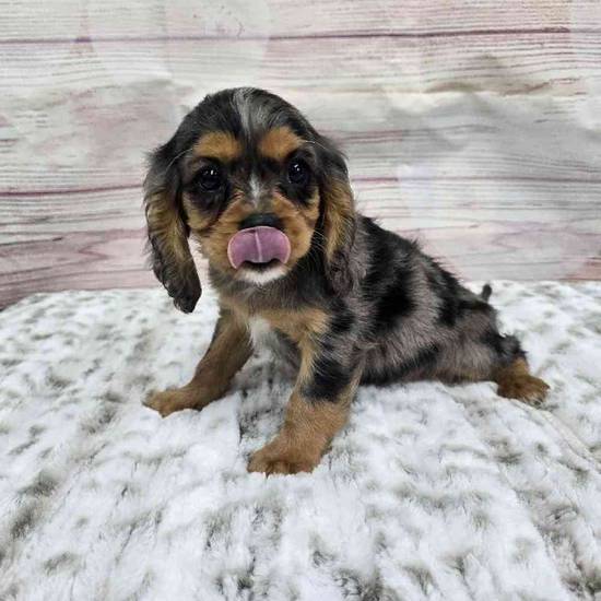 Cavalier King Charles Spaniel