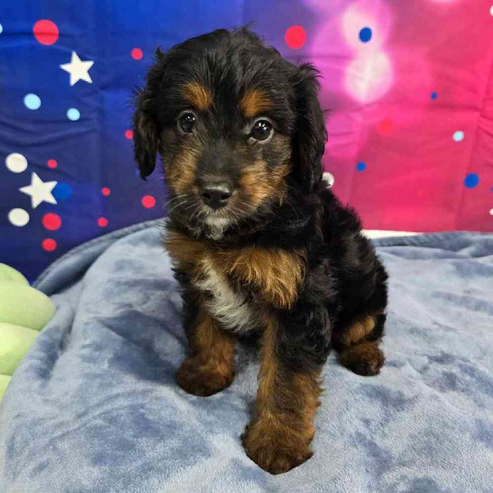 Male Mini Aussiedoodle Puppy for Sale in Virginia Beach, VA