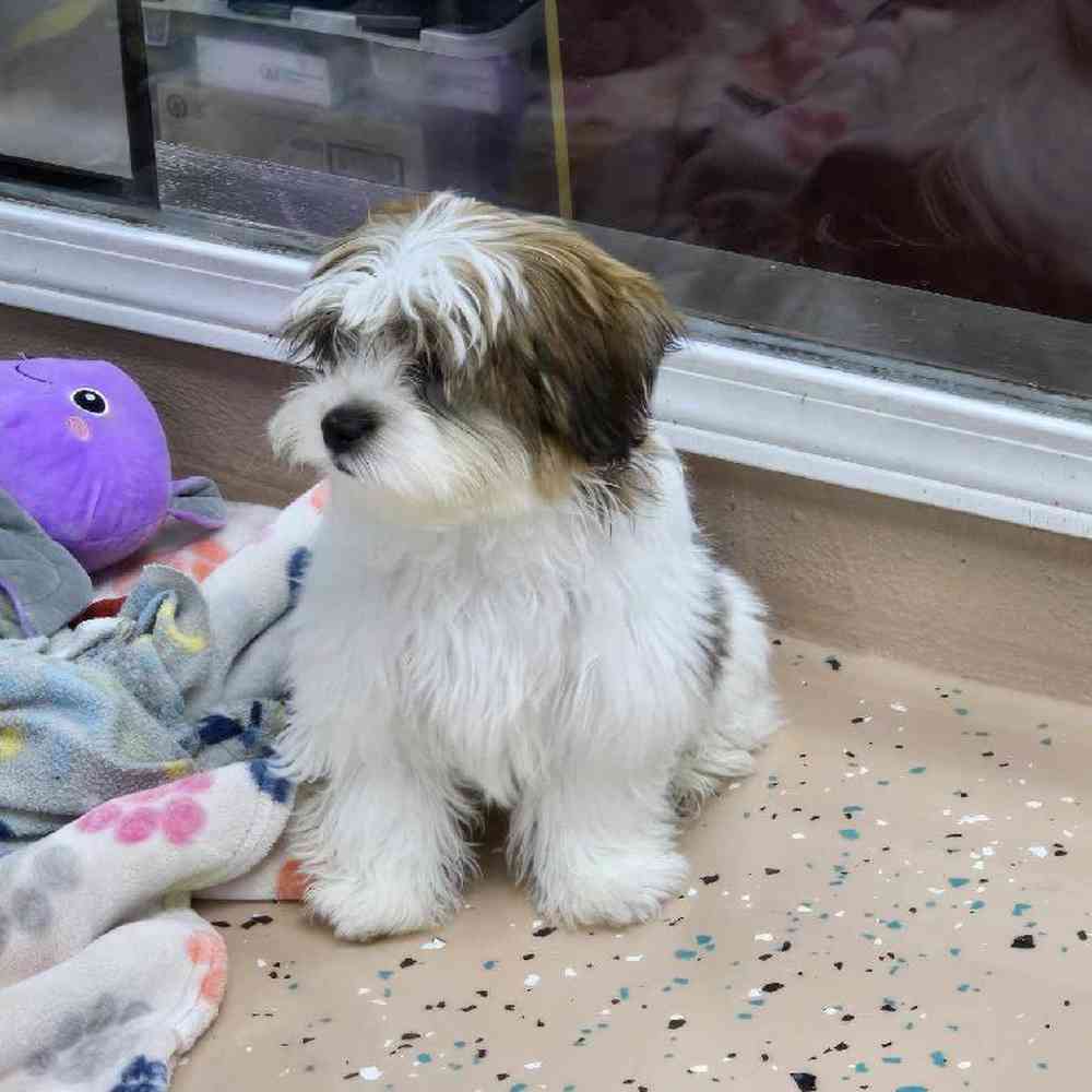 Male Shorkie Puppy for Sale in Virginia Beach, VA